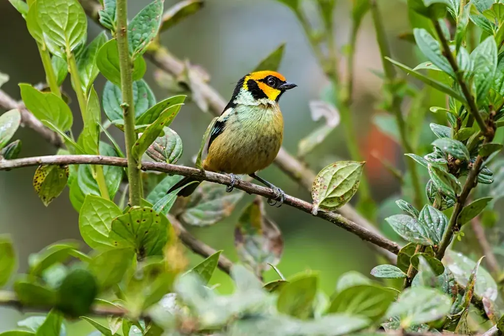 A yellow and black bird on a branch among green leaves